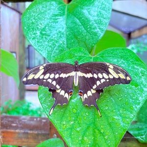 Meet your Posher, Katarina